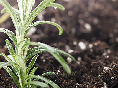Weed Prevention, Fertilization, Aeration